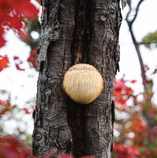 Lions Mane Capsules