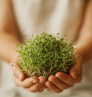 Handful of fresh broccoli sprouts, rich in sulforaphane, a natural compound that supports Nrf2 activation, detox pathways, and hormonal balance